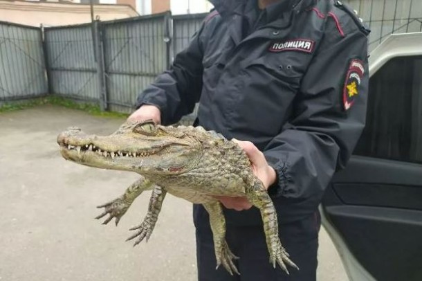 Жителю Вологодской области не разрешили вывезти крокодила на юг