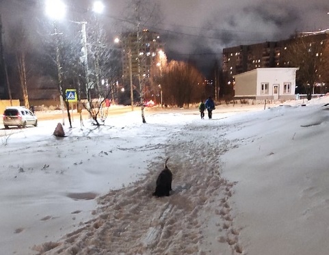 Глаз народа: «Сыктывкарцы возмущены неубранными от снега улицами и дворами»