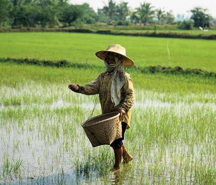 72237280_c001200woman_fertilizing_rice_paddy_thailandspl.jpg