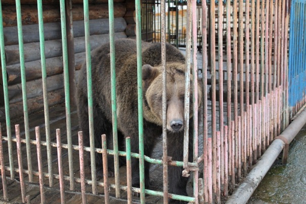 Весной на медведиц воркутинской турбазы «Южный» можно будет посмотреть по онлайн-трансляции