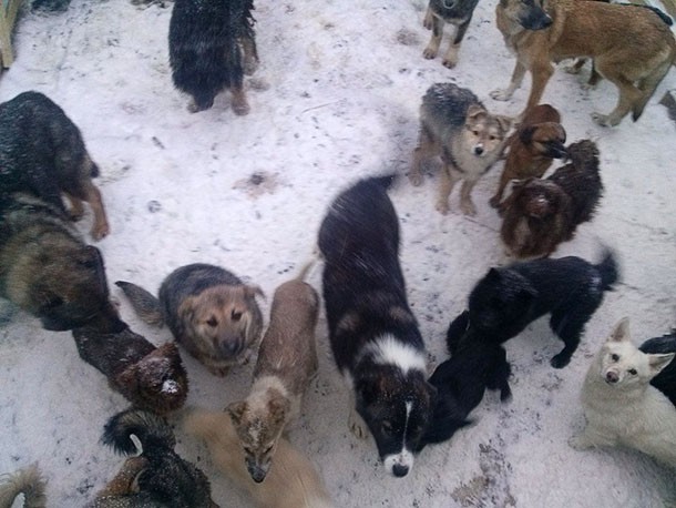 Вуктыльские активисты подготовили проект создания приюта для собак
