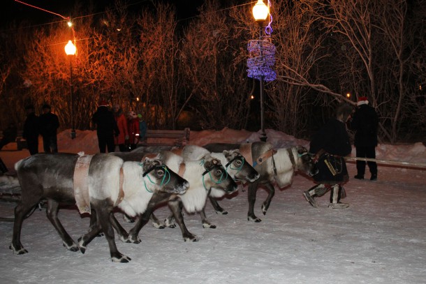 Воркутинцы в новогоднюю ночь могли покататься на оленях