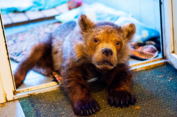Блогеры Приходько из Вуктыла призывают помочь медведю Сене