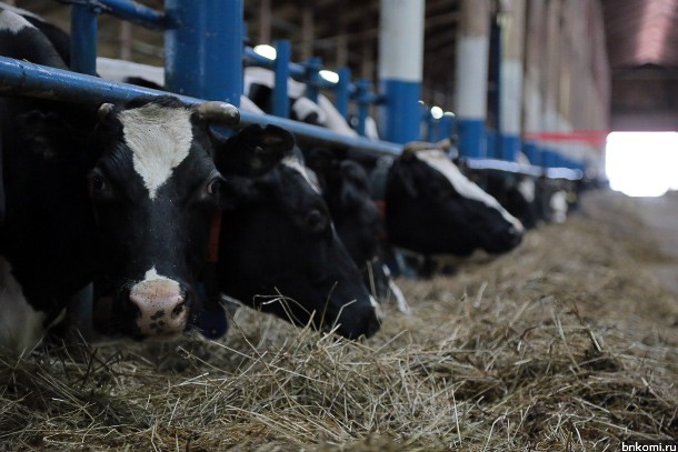На развитие мясного скотоводства в России выделили почти 3 миллиарда рублей