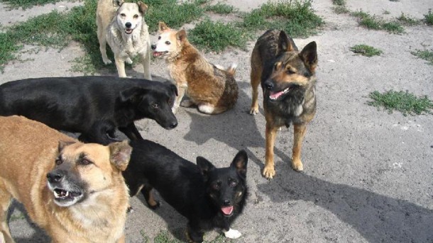 Невозможное возможно: Совет Усинска увеличил расходы на отлов собак