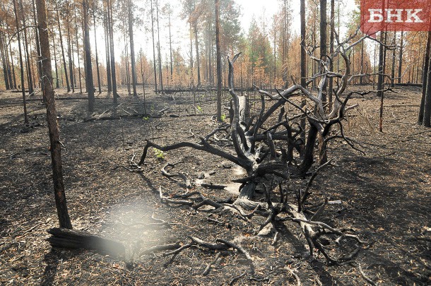 В лесах Коми быстро нарастает пожарная опасность