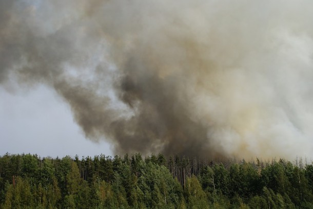 За минувшие сутки в Коми ликвидировано три лесных пожара