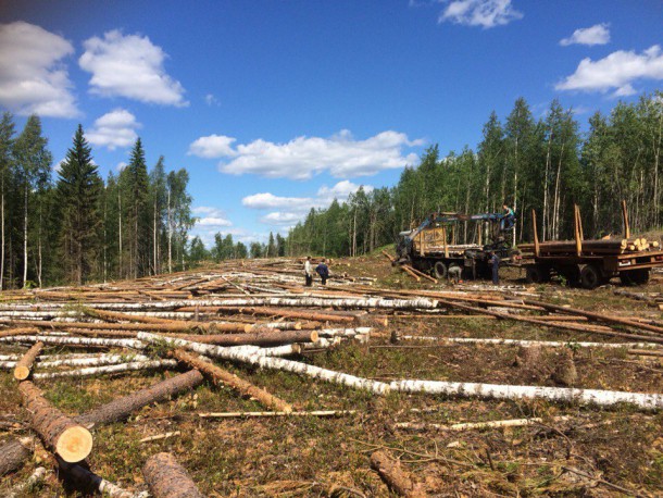 Компании задолжали за аренду лесных участков в Коми более 190 миллионов рублей