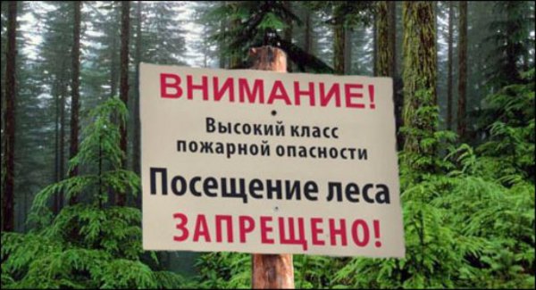 В Коми введен запрет на посещение лесов