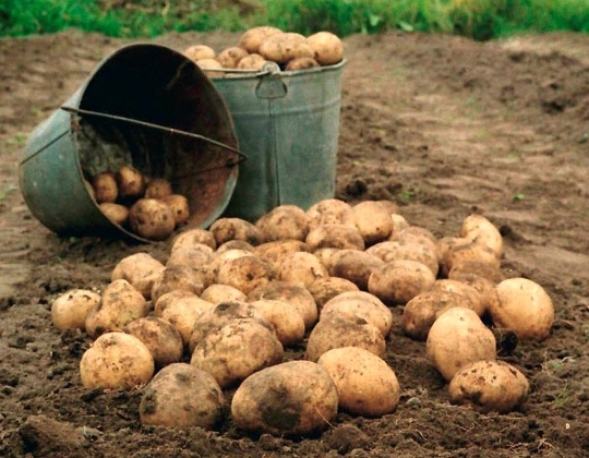 Отдельные хозяйства Коми получили низкую урожайность картофеля
