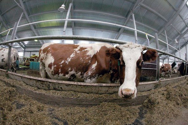 В Инте вдвое увеличат поголовье коров