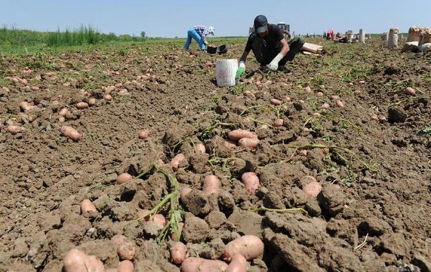 Сотрудники минсельхоза Коми собрали 20 тонн картофеля