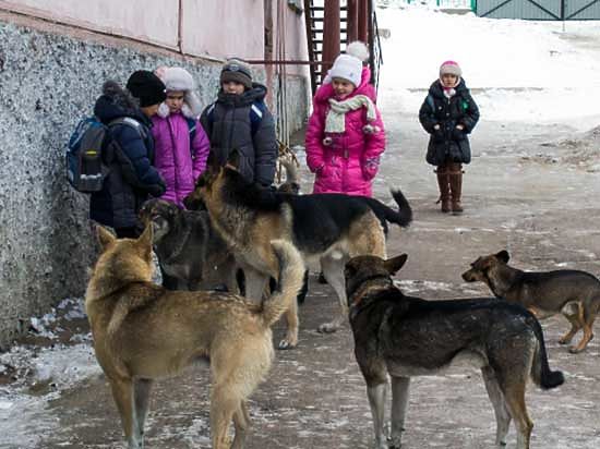 Более двух тысяч жителей Коми покусали собаки